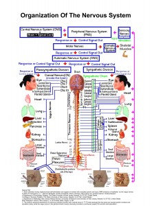 Vagus-spinalNerves2